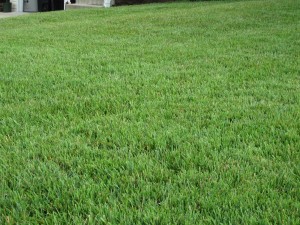 Prepare Your Home to Sell with A lush, well manicured lawn which increases curb appeal