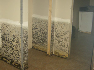 Fighting Mould | Mouldy Drywall